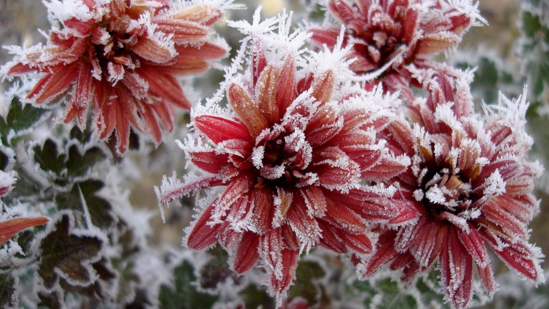 Red Chrysanthemum Flowers Frost Background
