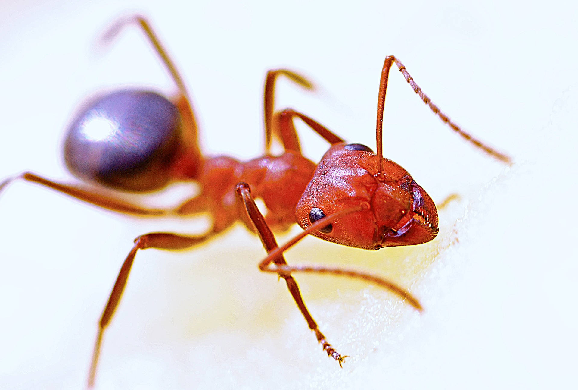 Red Close Up Ant Background