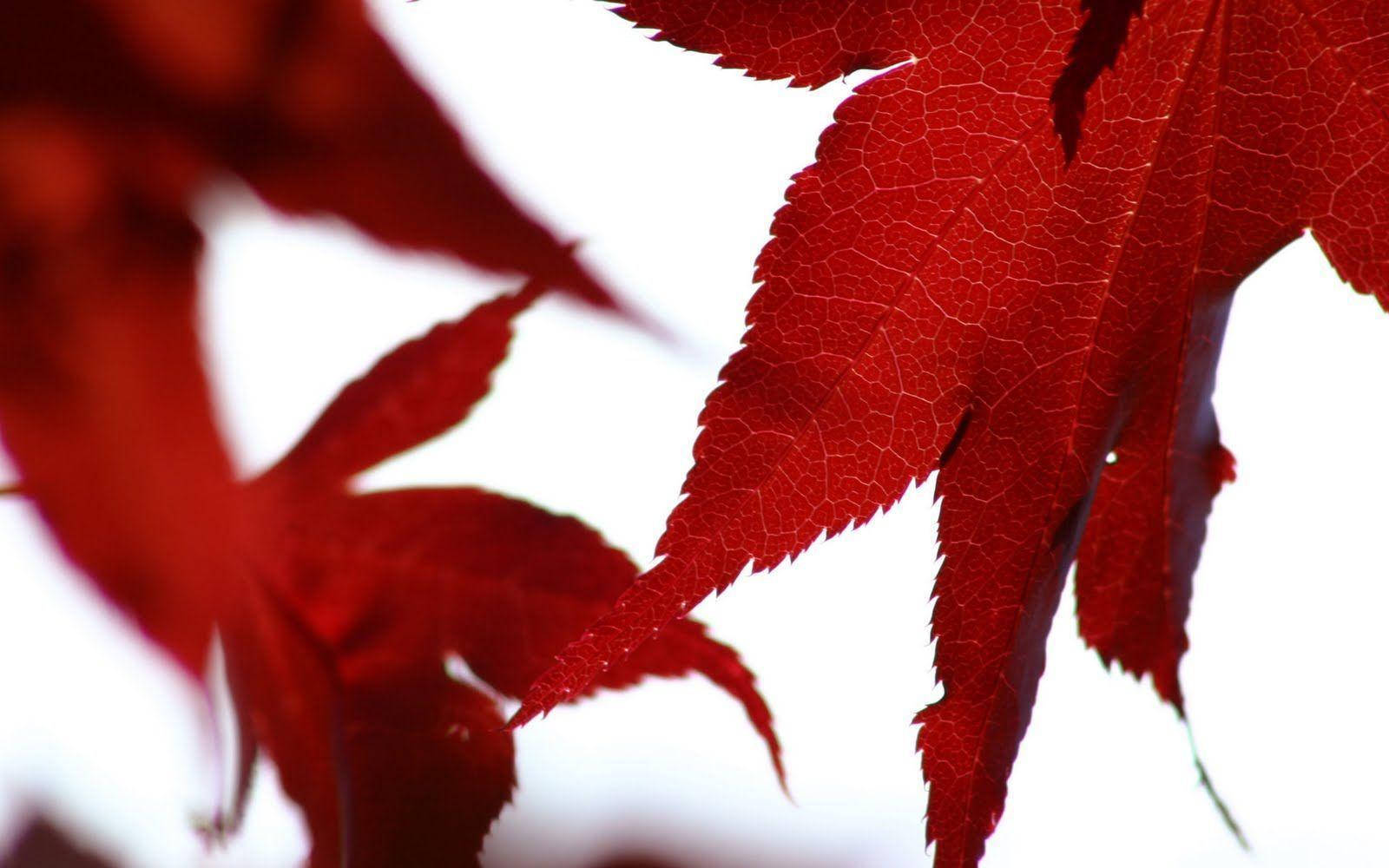 Red Color Autumn Leaves