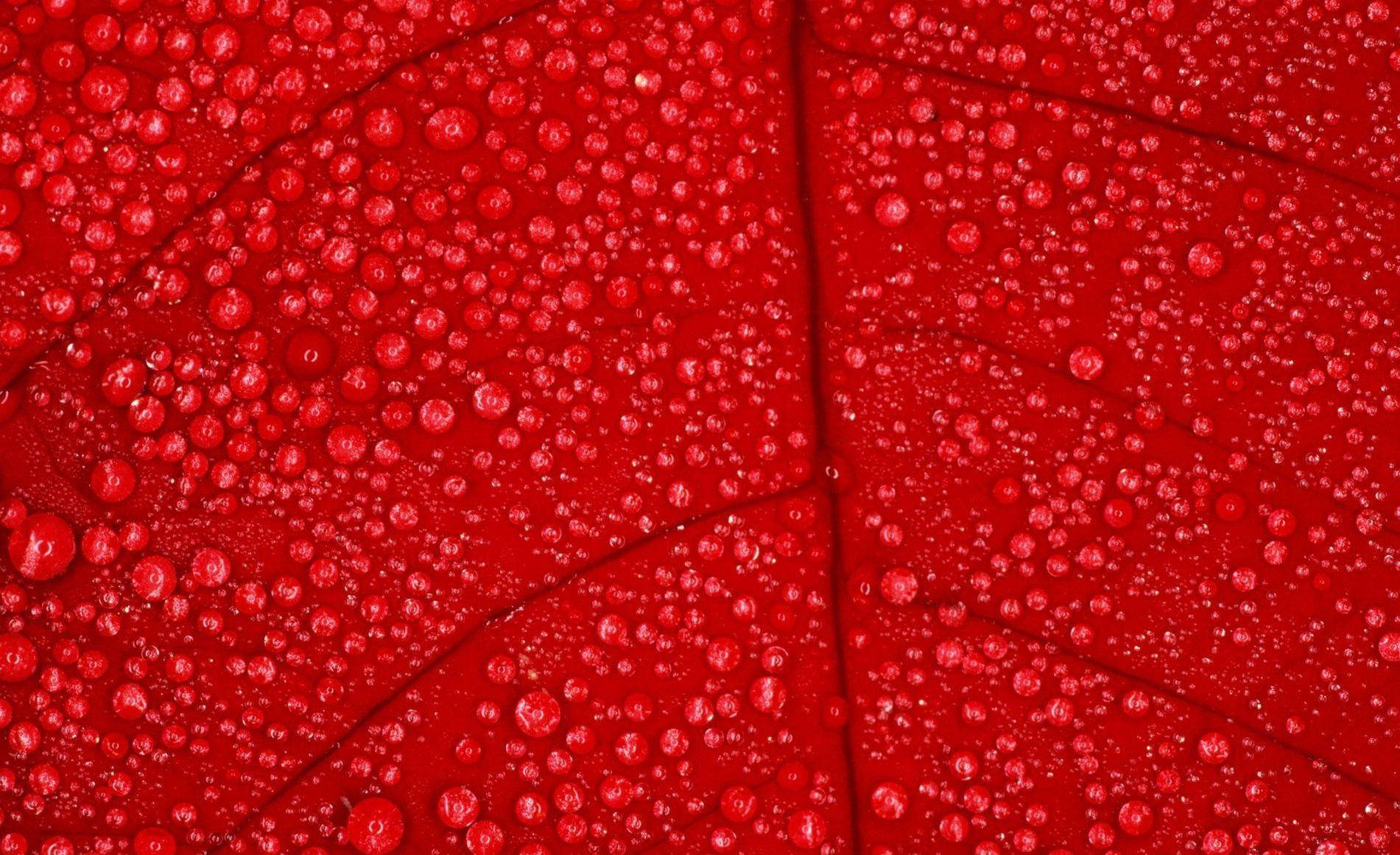 Red Color Leaf Background