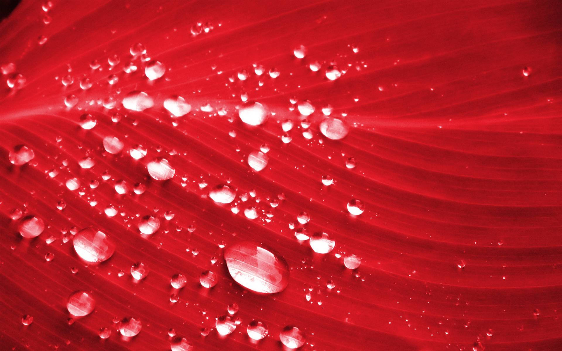 Red Color Water Drops On Leaf Background