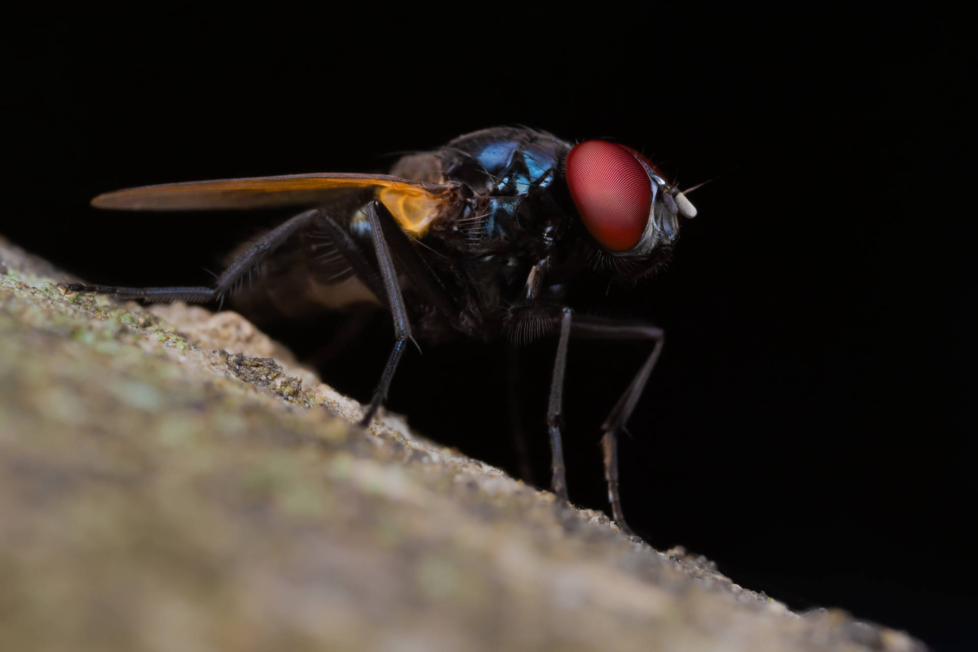 Red Compound Eye Fly Background