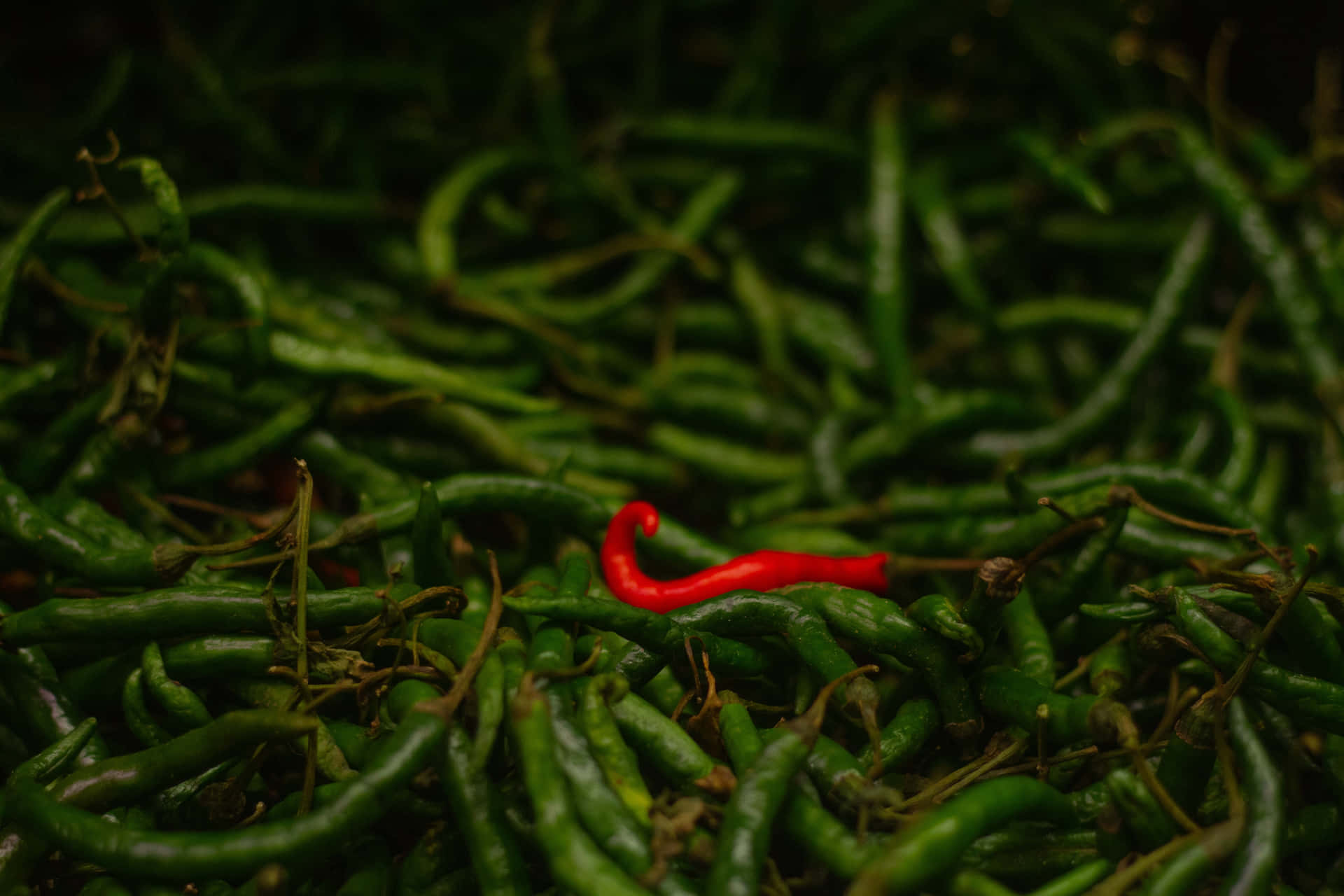 Red Conspicuous Chili
