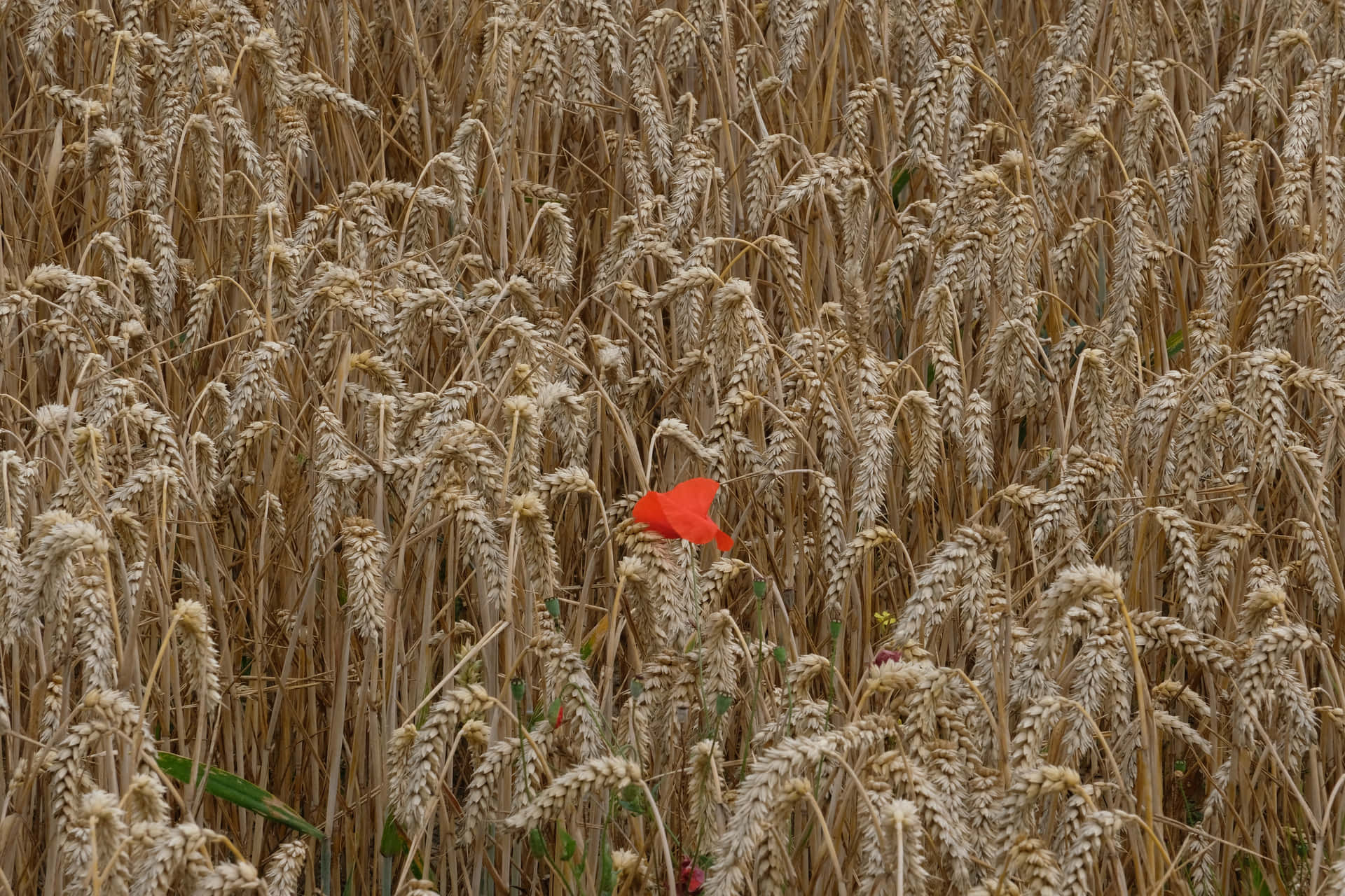 Red Conspicuous Flower In A Wheat Field