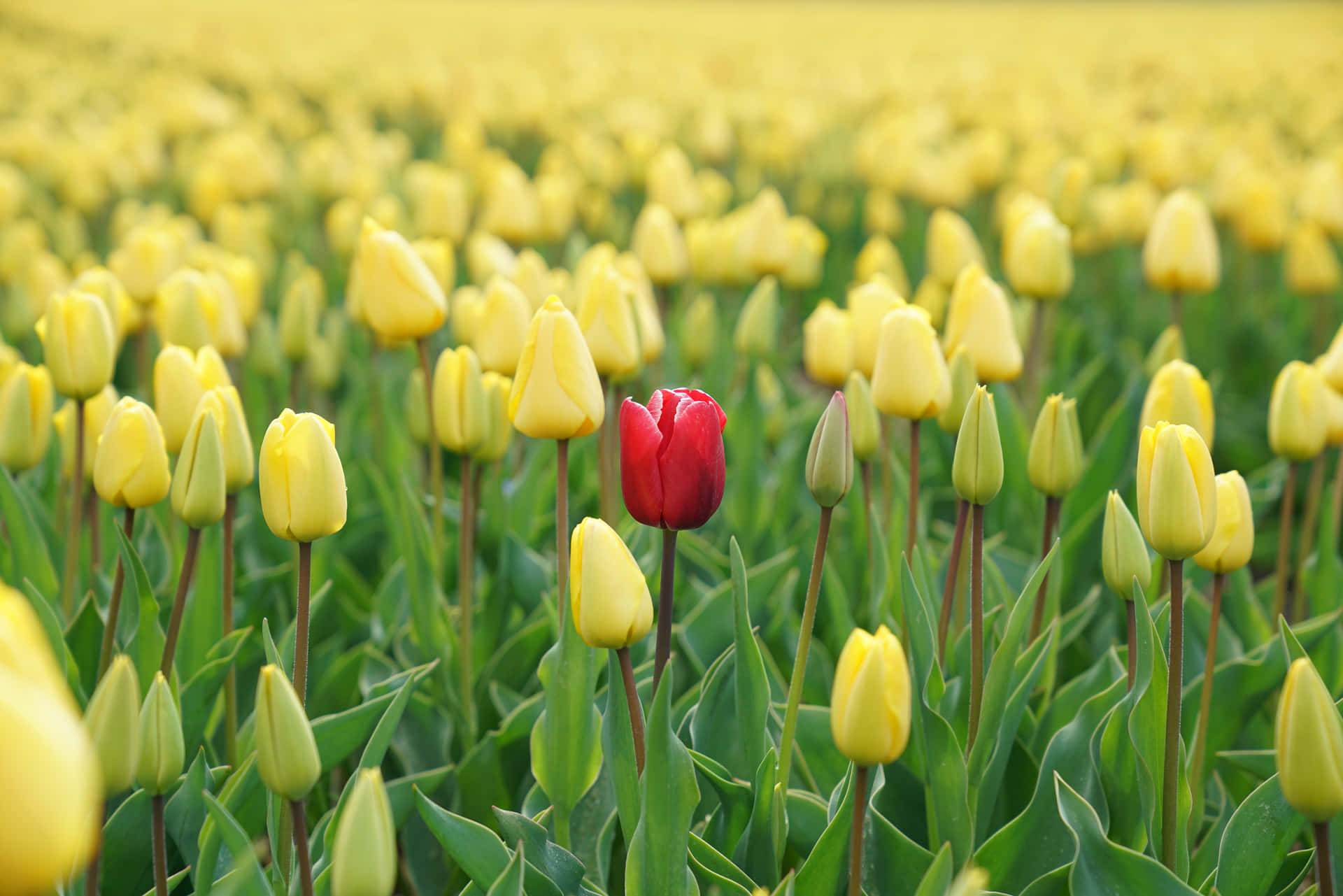 Red Conspicuous Tulip Background