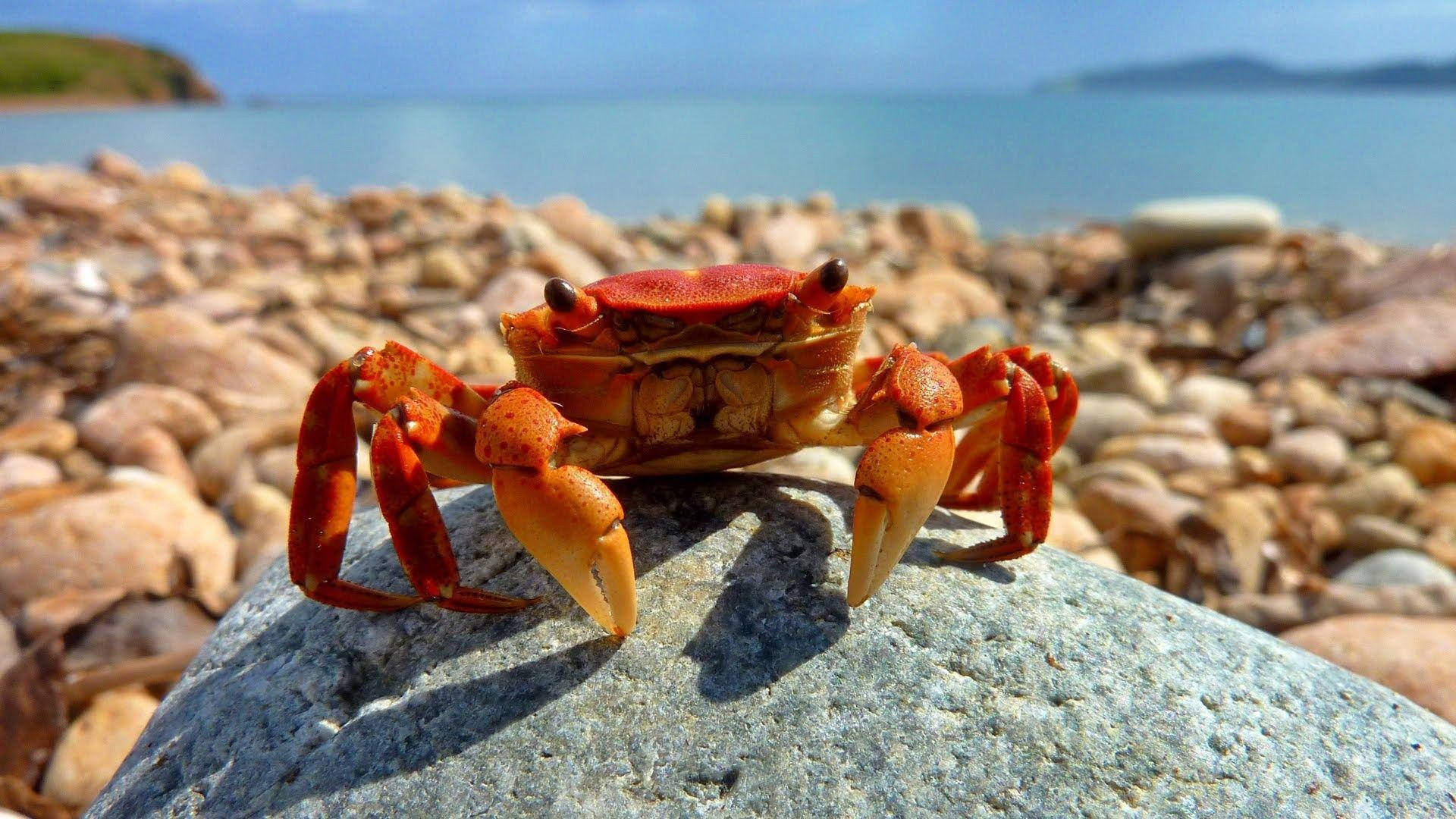 Red Crab In Rocky Beach Background