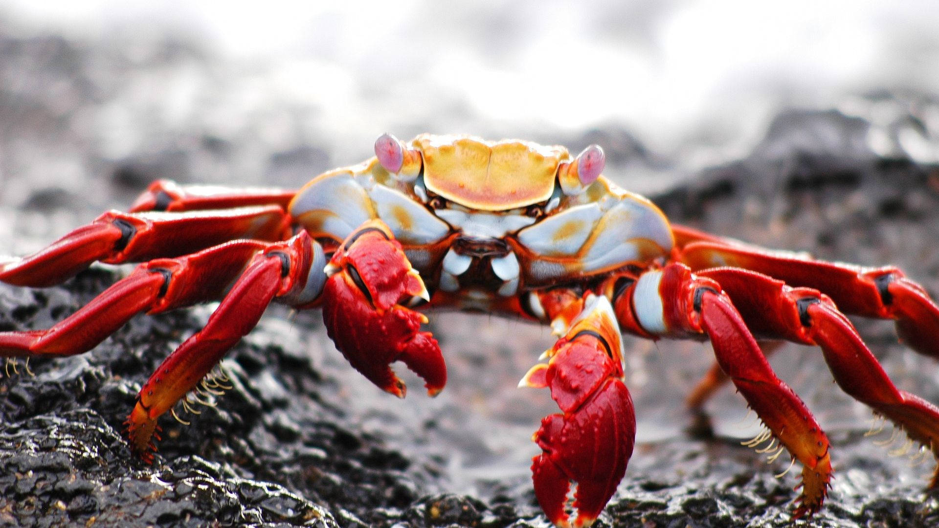 Red Crab With Massive Pincers Background