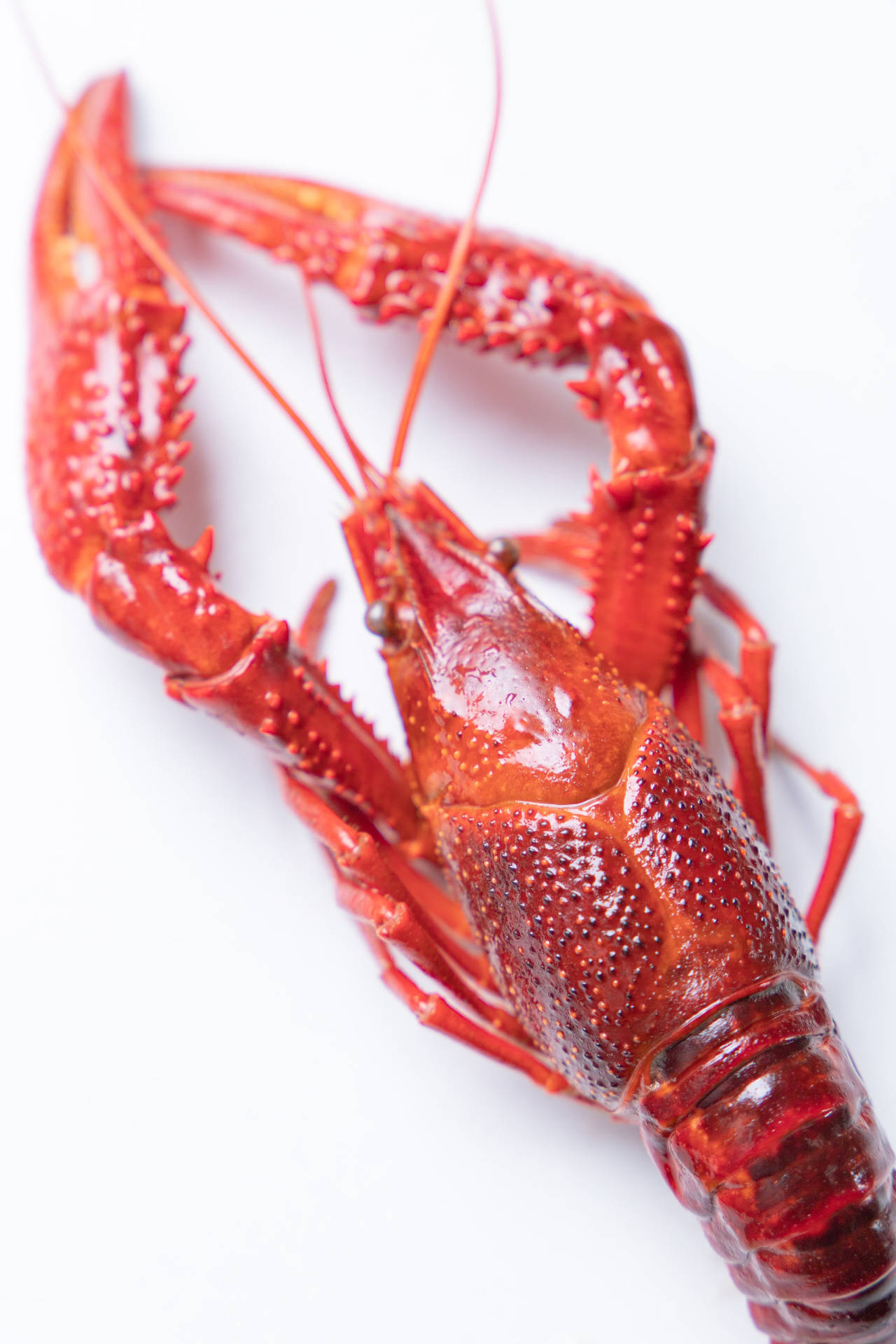 Red Crayfish In White Background