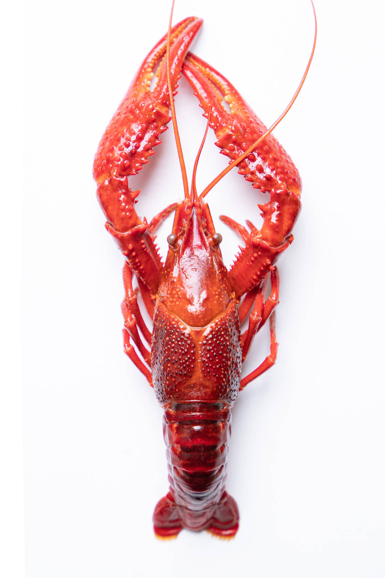 Red Crayfish Sea Lobster In White