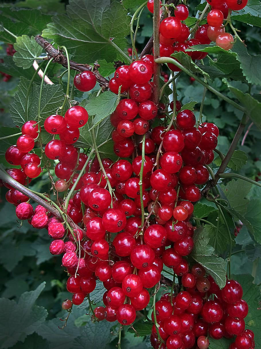 Red Currant Berries Aesthetic Fruit Plant