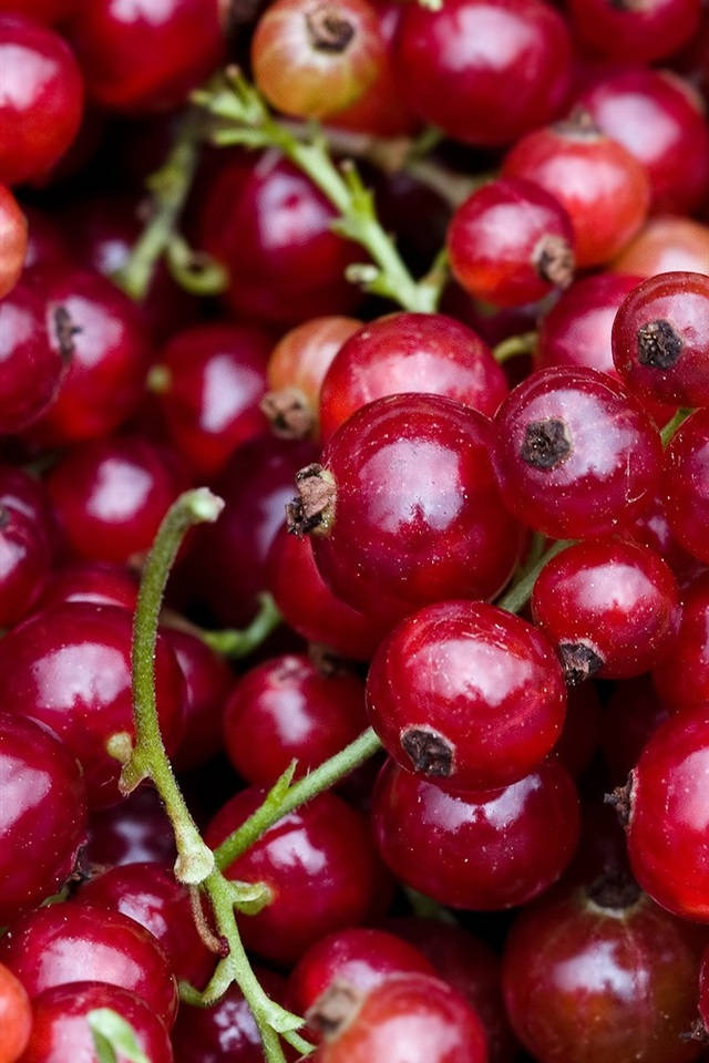 Red Currant Berries Close Up Shot Portrait