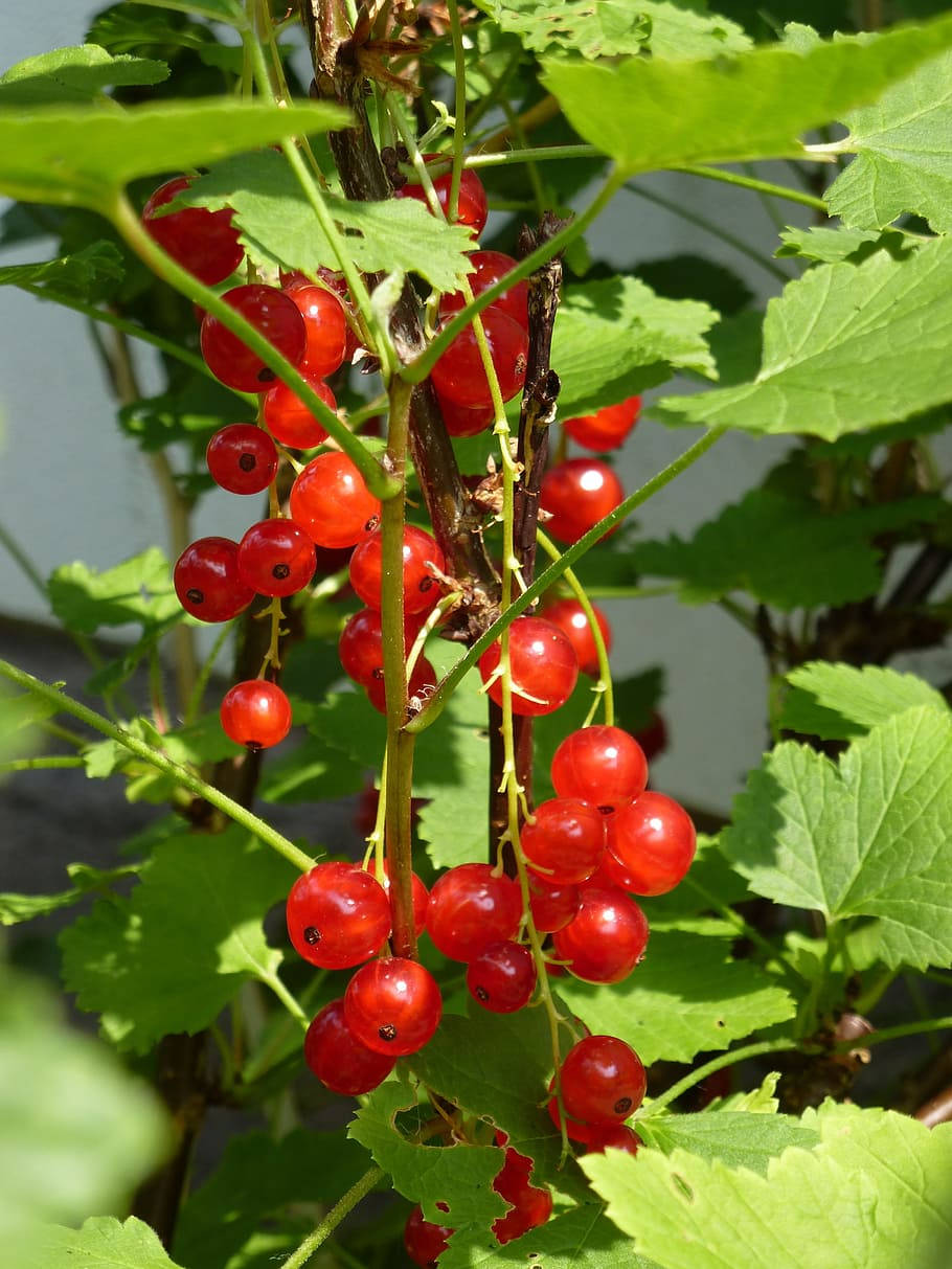 Red Currant Berries Fresh Fruits Plant Background