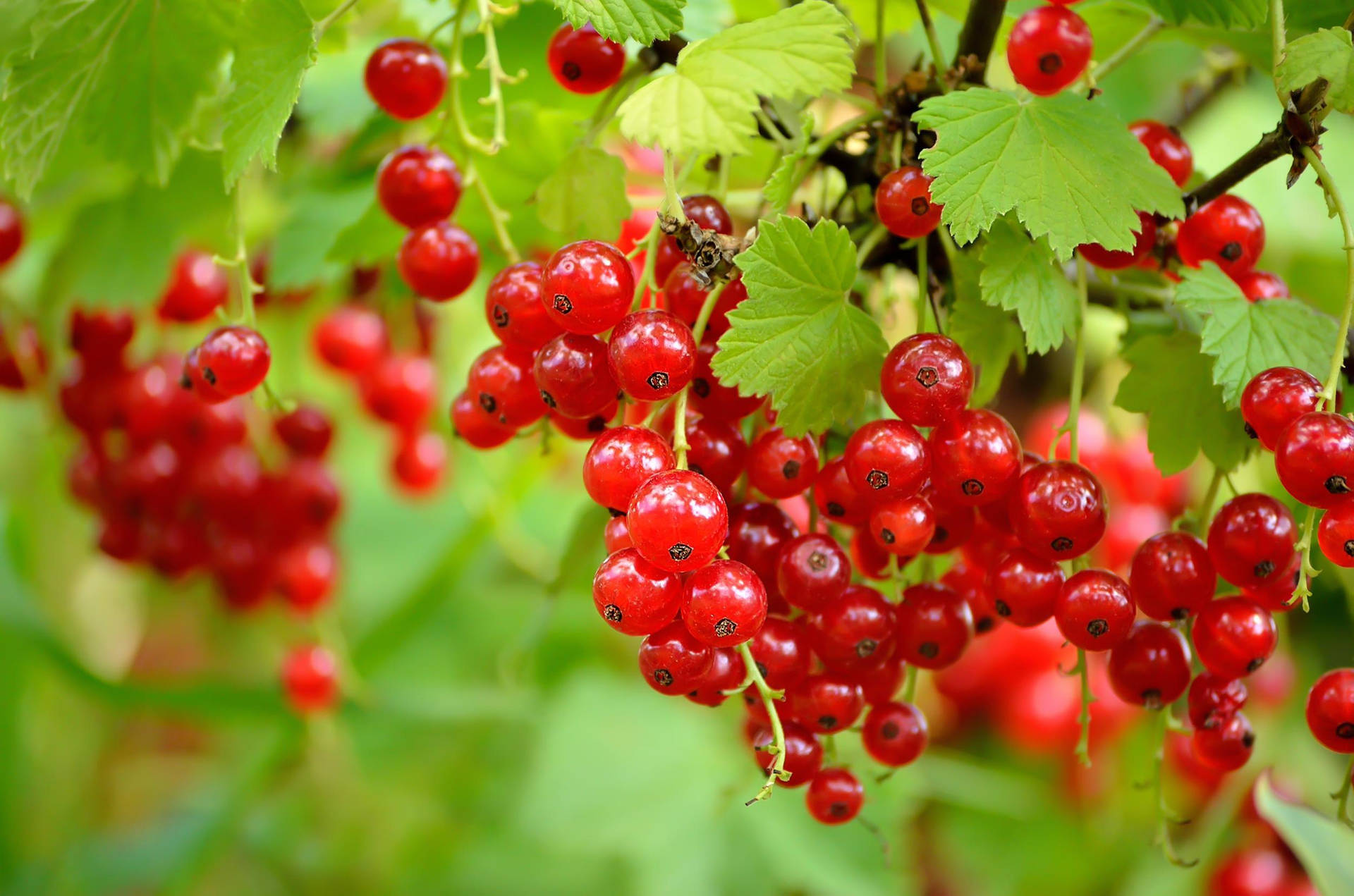 Red Currant Berries Leaves Garden Plantation