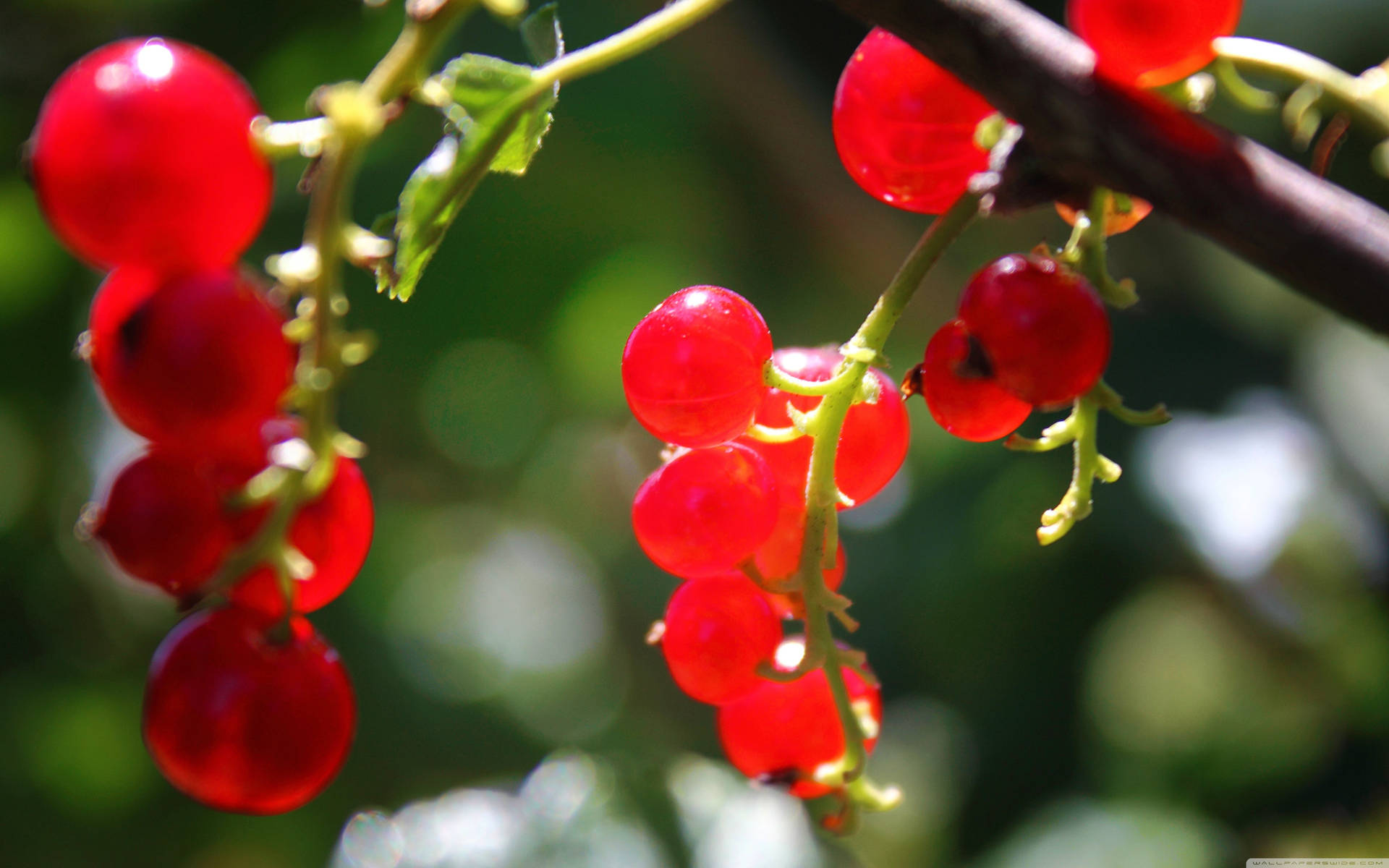 Red Currant Berries Tropical Fruit Plant Background