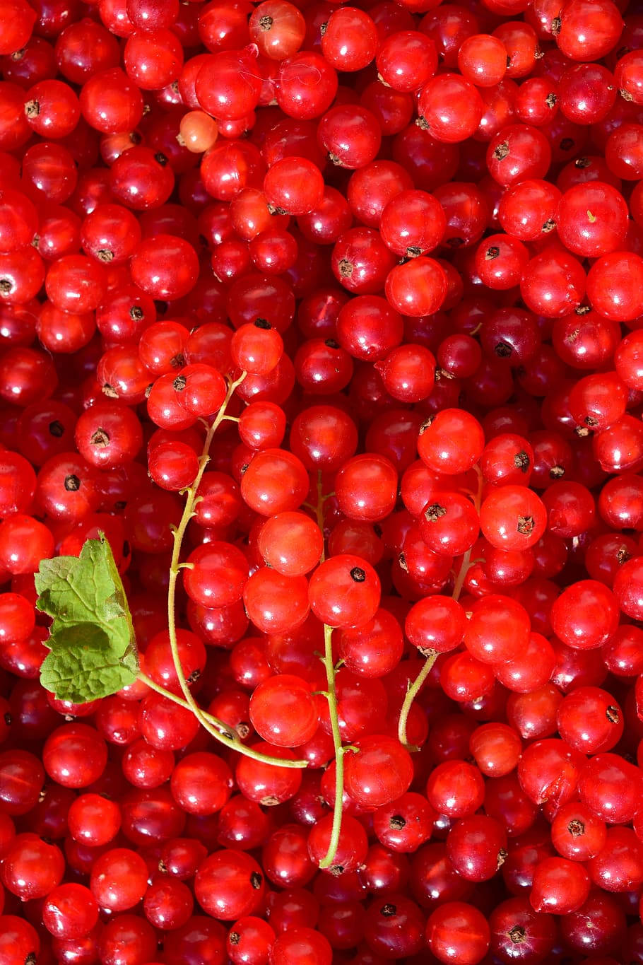 Red Currant Fresh Fruits Pile