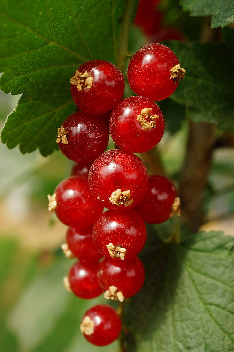 Red Currant Fruit Plant Garden Background