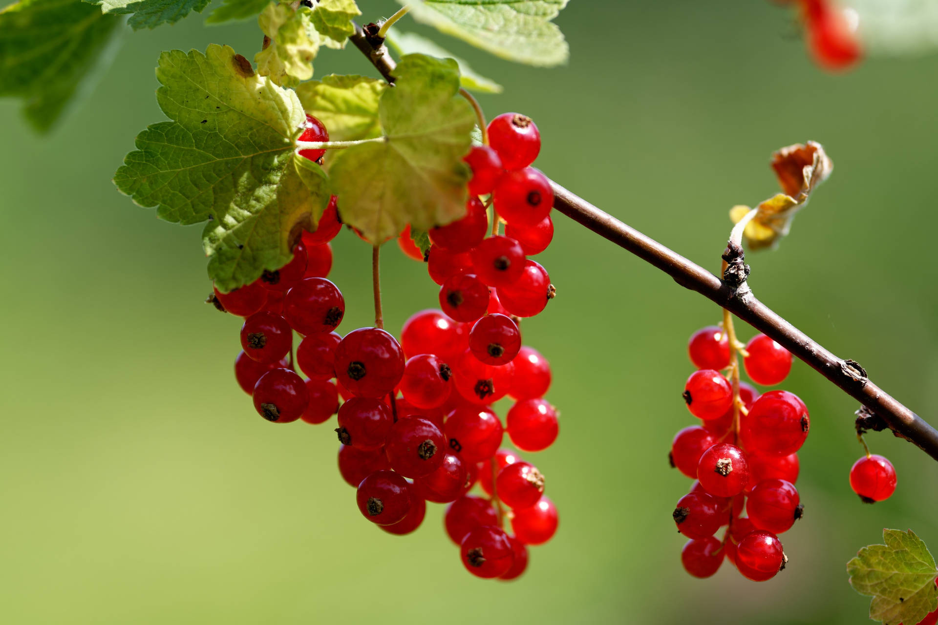 Red Currant Fruit Ribes Plant