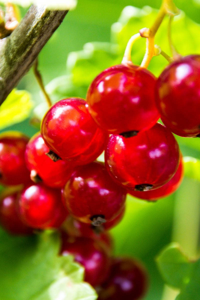 Red Currant Fruits Farm Close Up Shot Background