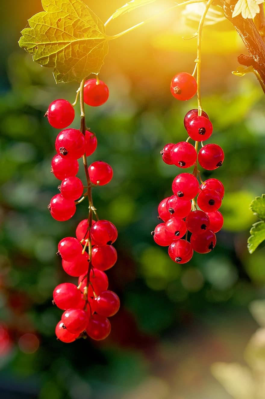 Red Currant Fruits Hanging Plant Sunlight Background