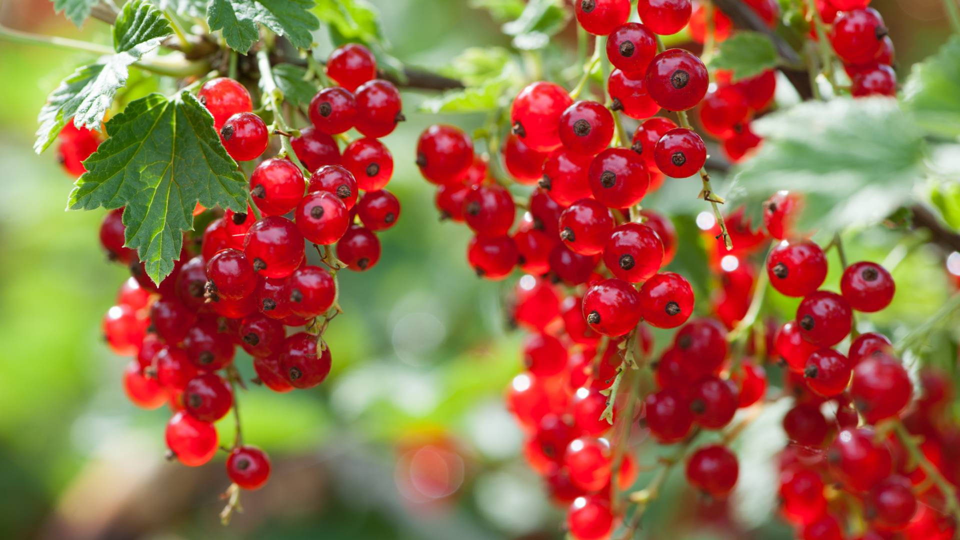 Red Currant Fruits Shrub Plant Farm