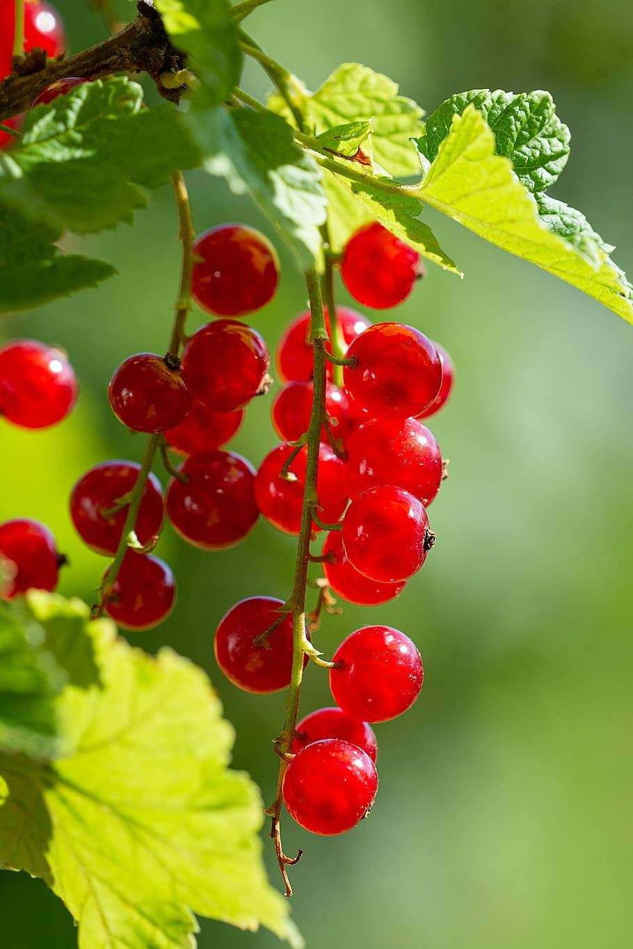 Red Currant Sweet Fruits Hanging Plant Background