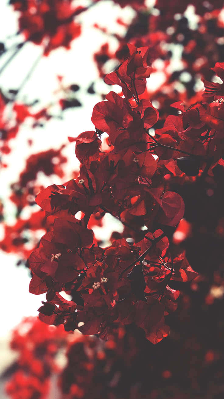 Red Cute Aesthetic Flowers Background