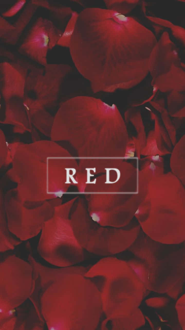 Red Cute Aesthetic Petals Background