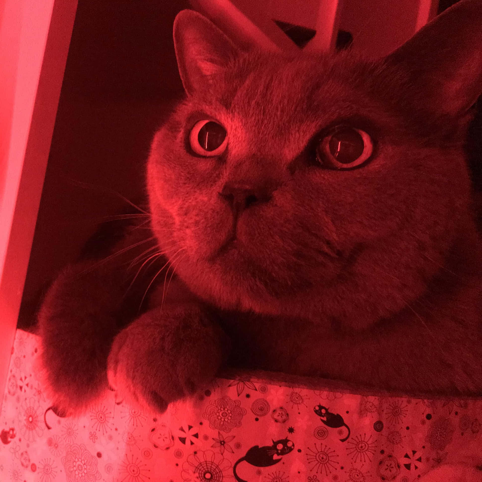 Red Cute Cat Pfp Background