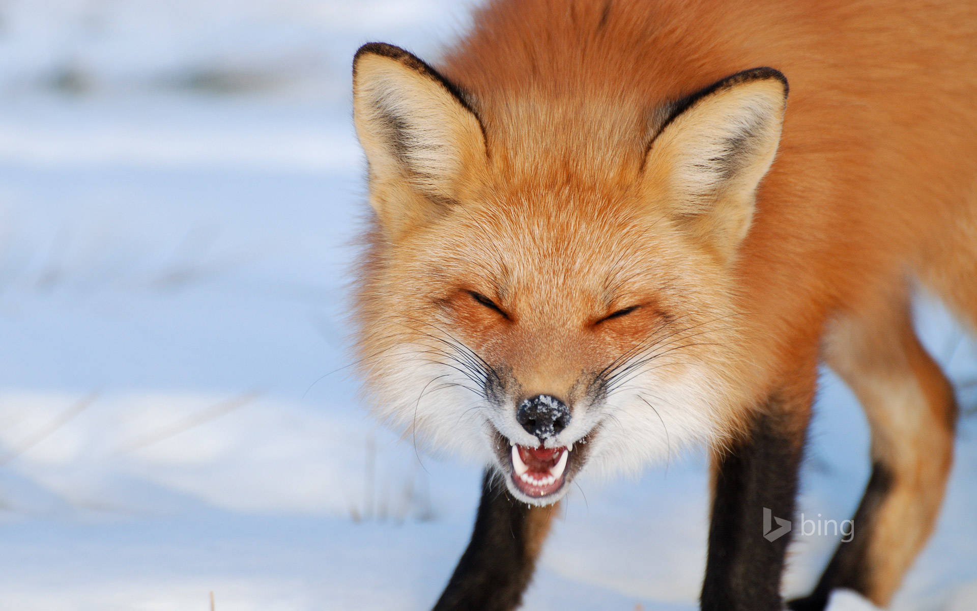 Red Cute Kawaii Fox Background