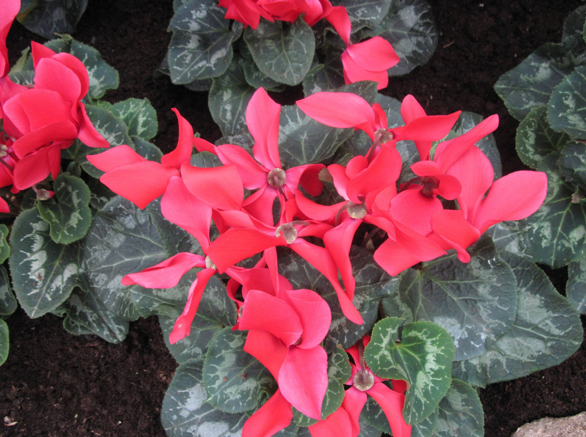 Red Cyclamen At Edmonton