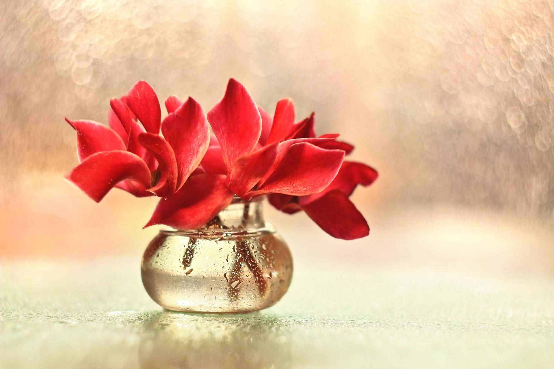 Red Cyclamen Flower Background