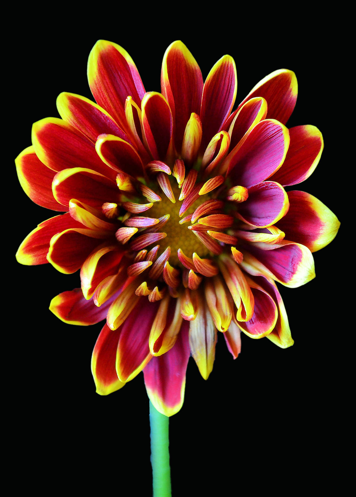 Red Dahlia Flower Android