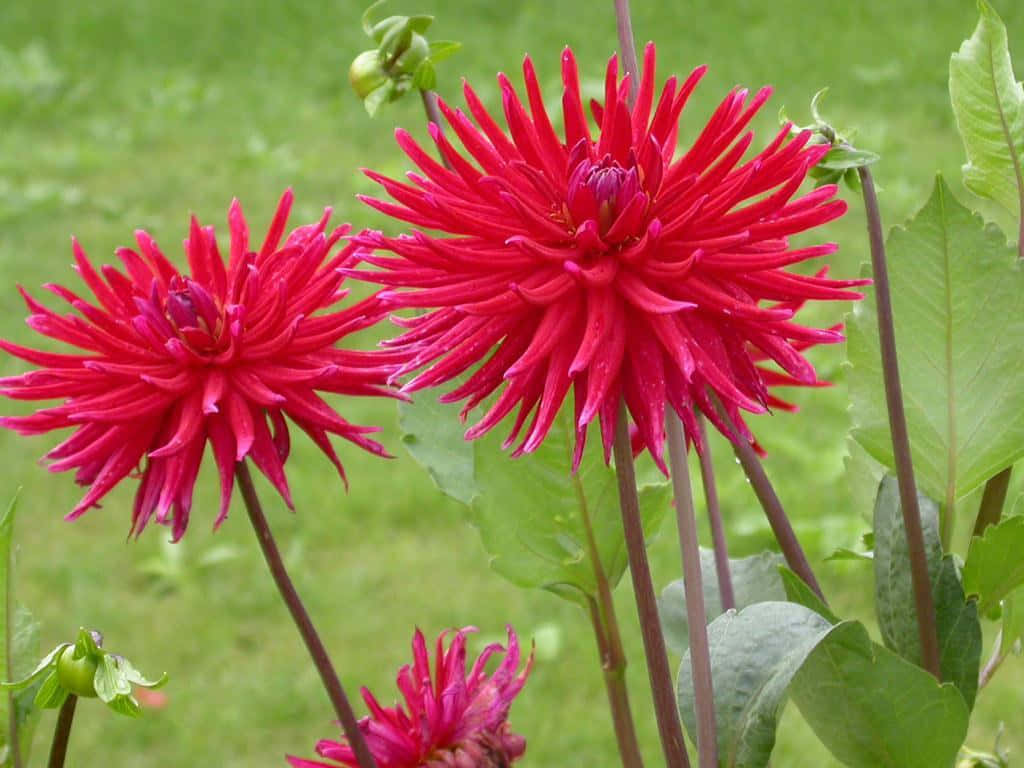 Red Dahlia Pinnata Cute Floral
