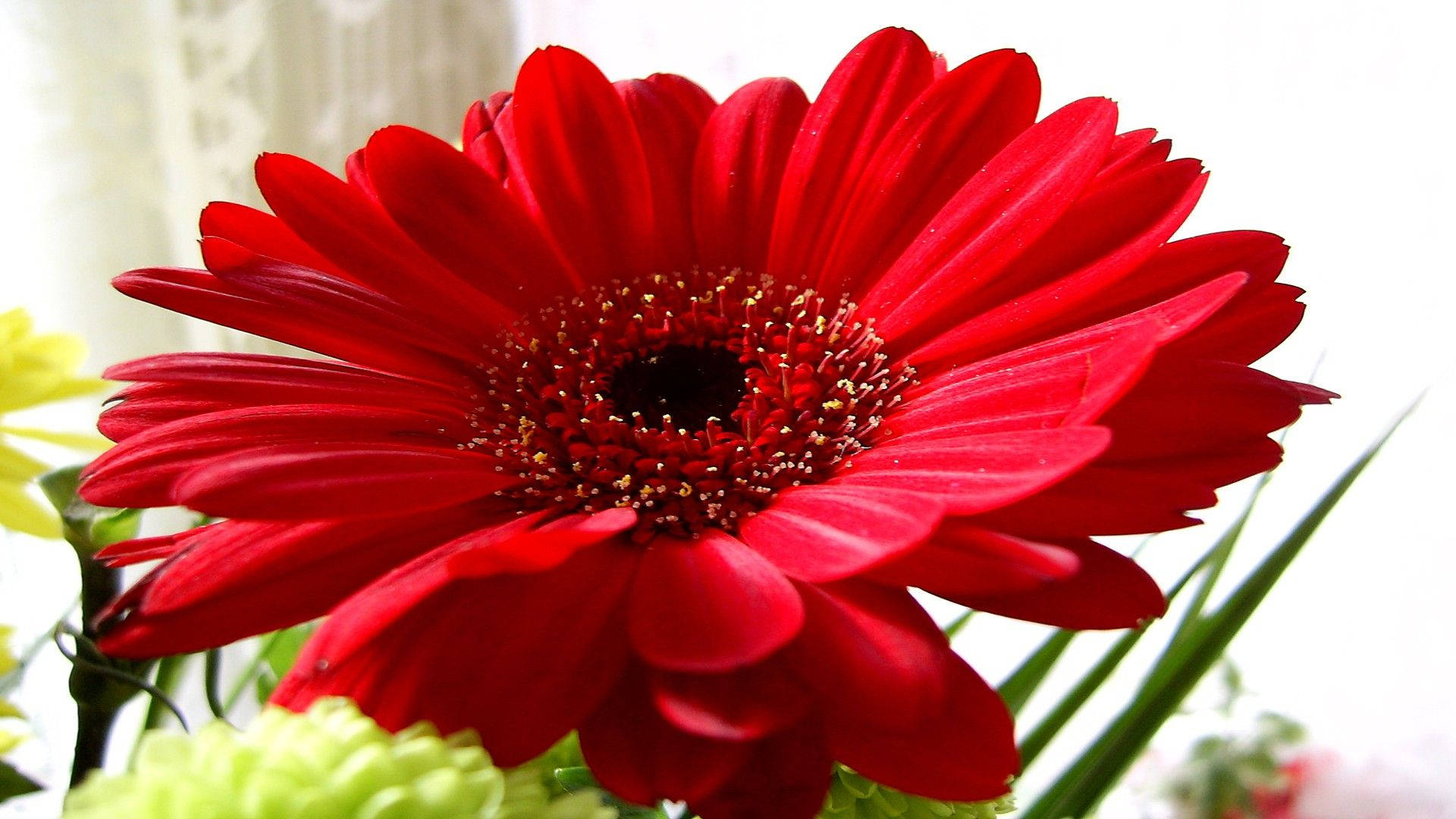 Red Daisy Flower Desktop Background