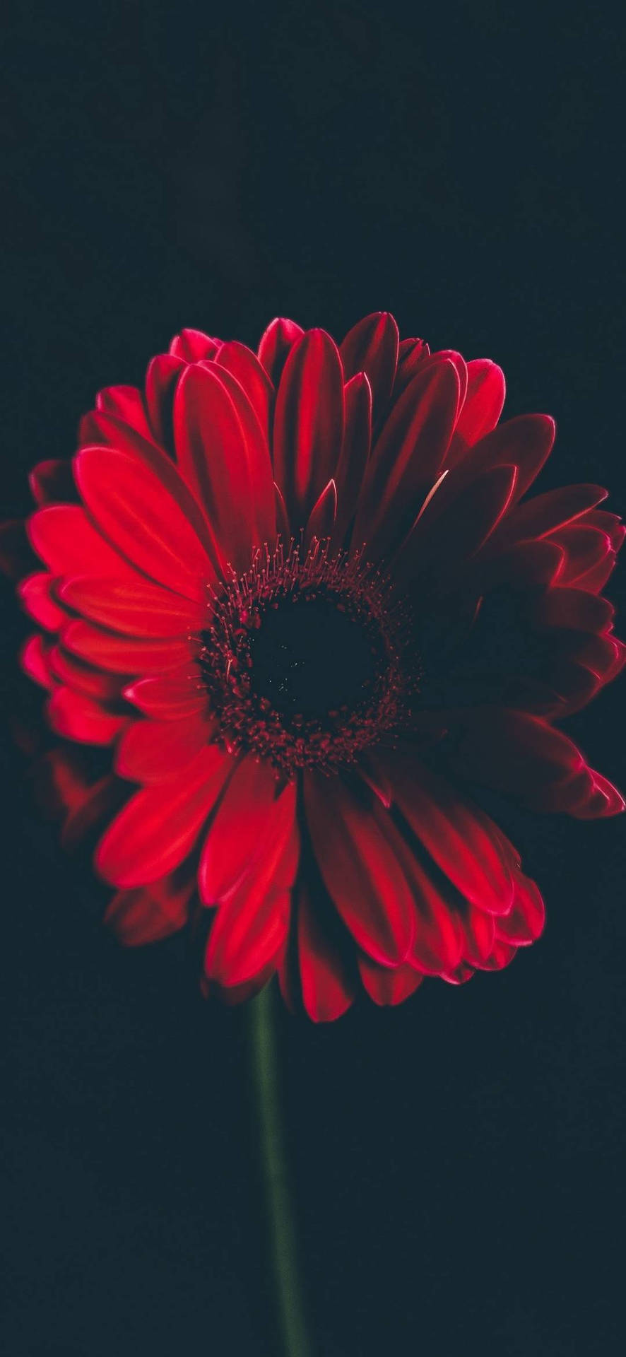 Red Daisy Flower Phone Background Background