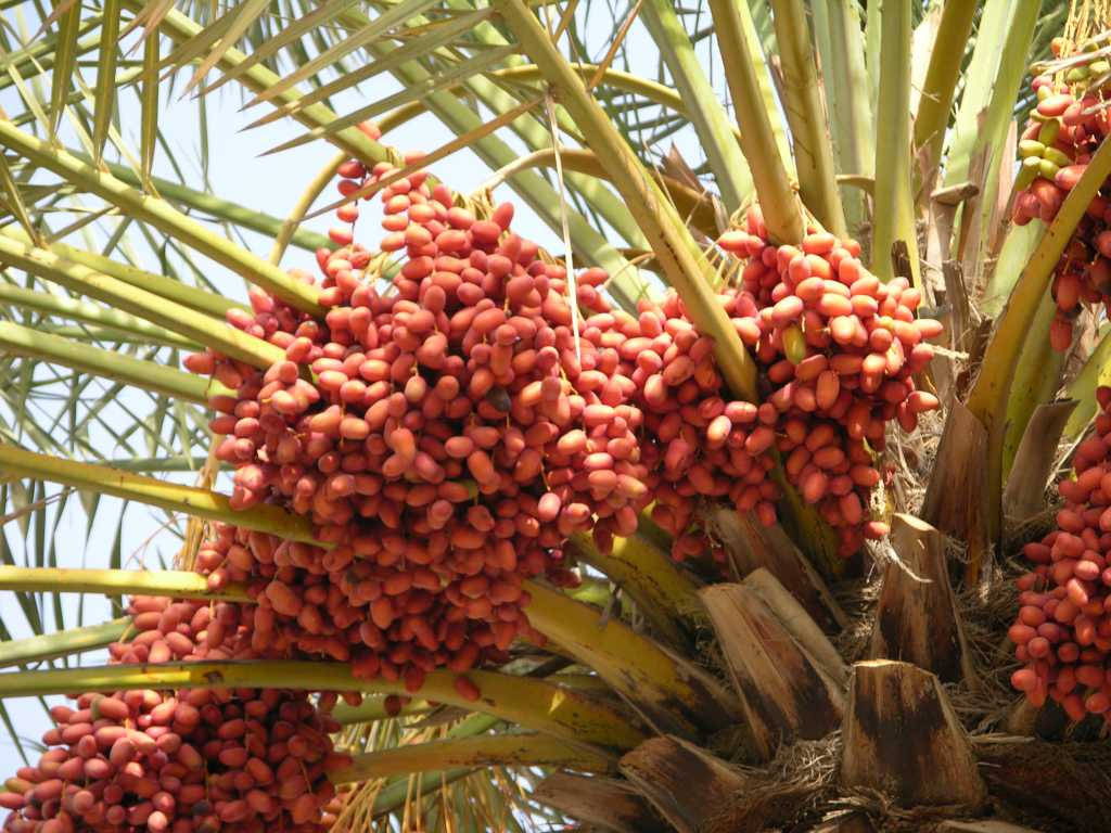 Red Dates Fruit On The Tree