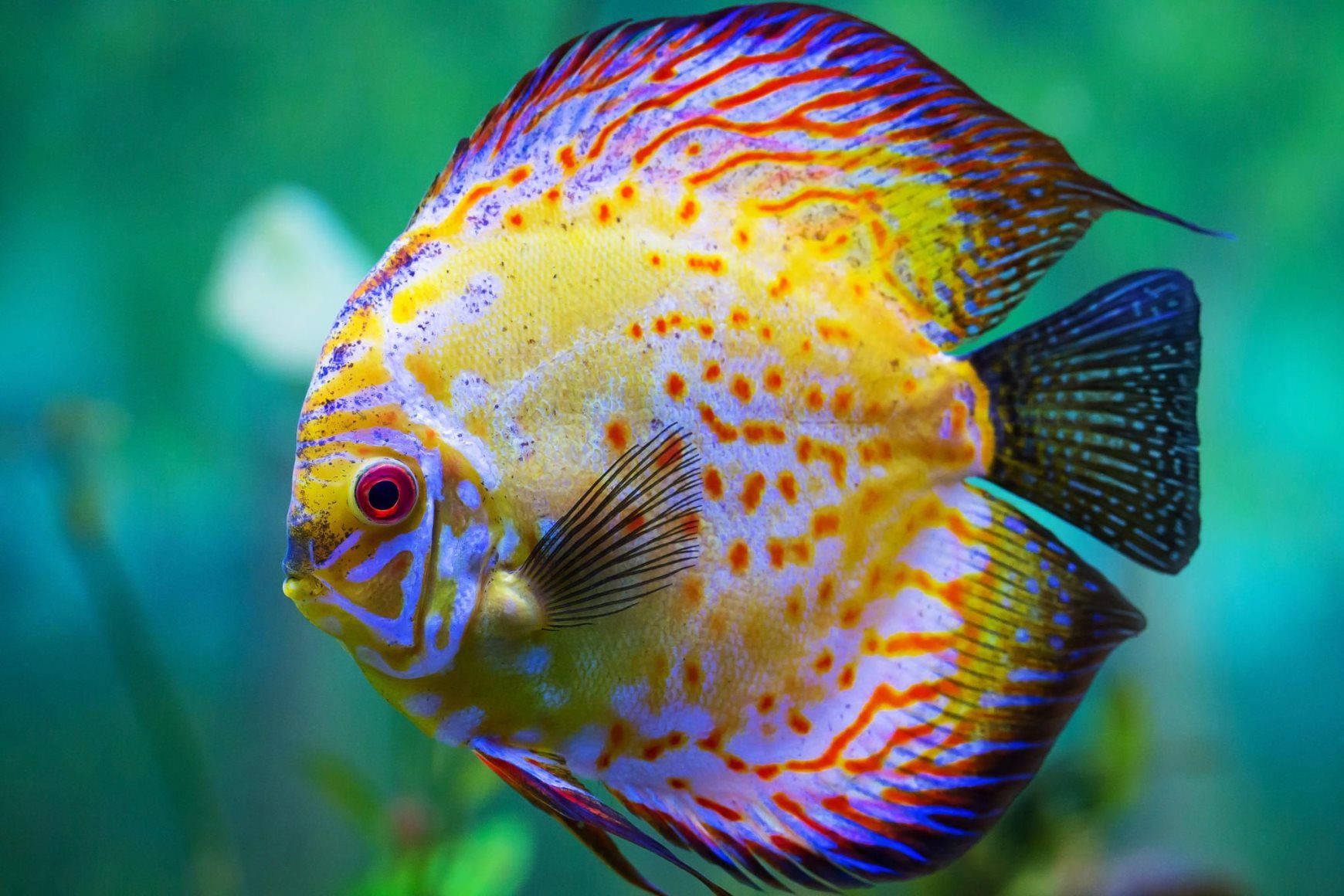 Red Discus Beautiful Fish Background