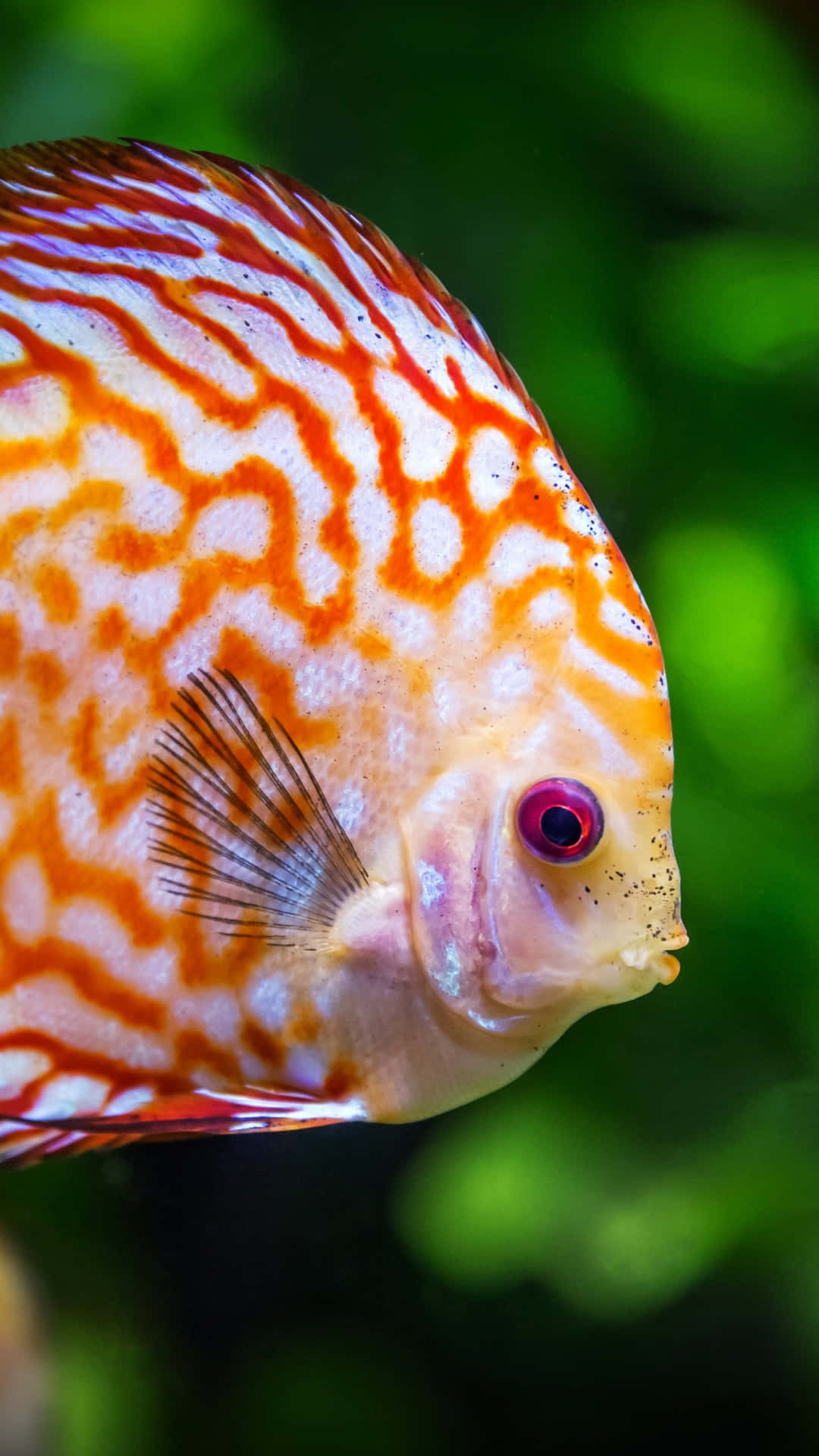 Red Discus Enjoying Underwater Iphone Background