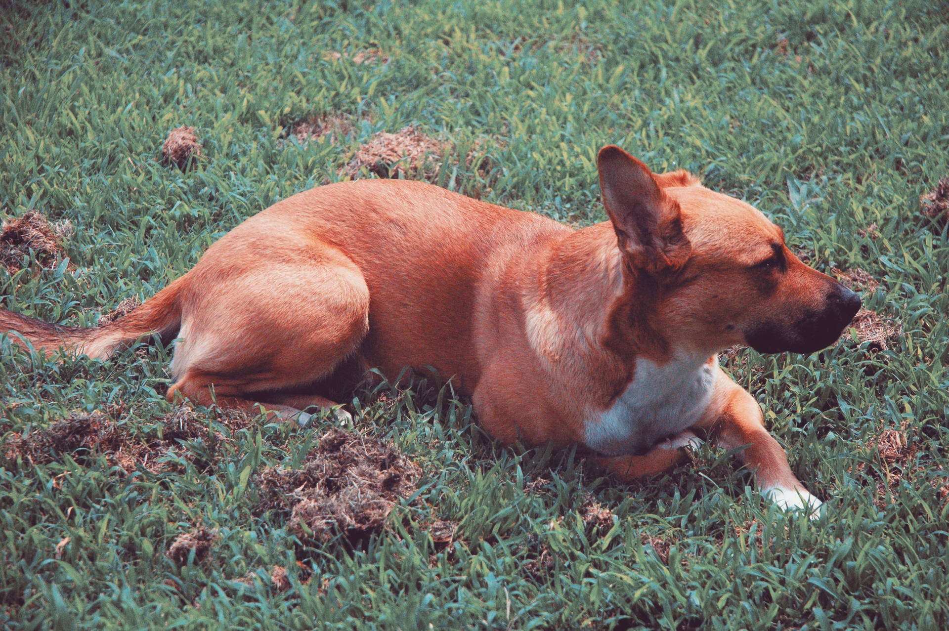 Red Dog Lying On Grass Background