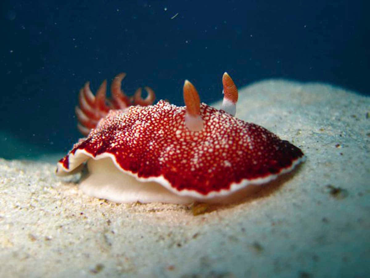 Red Dotted Sea Slug Background