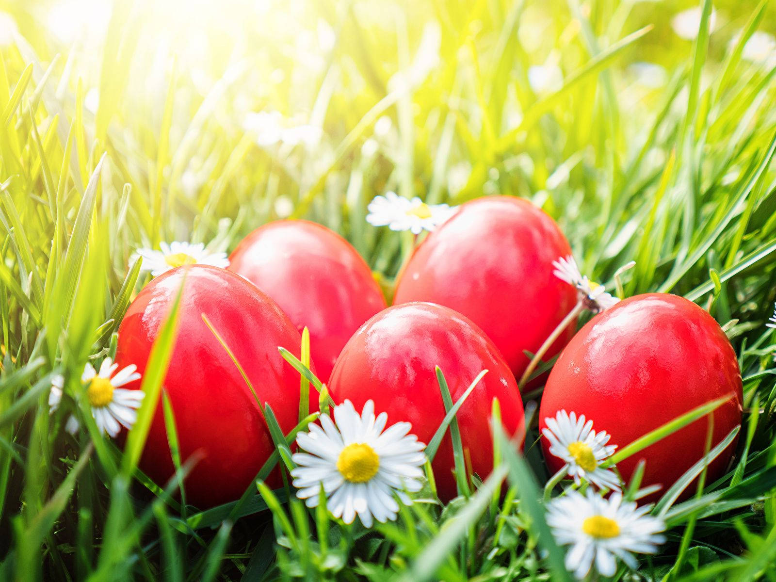 Red Easter Eggs In A Flower Field Background