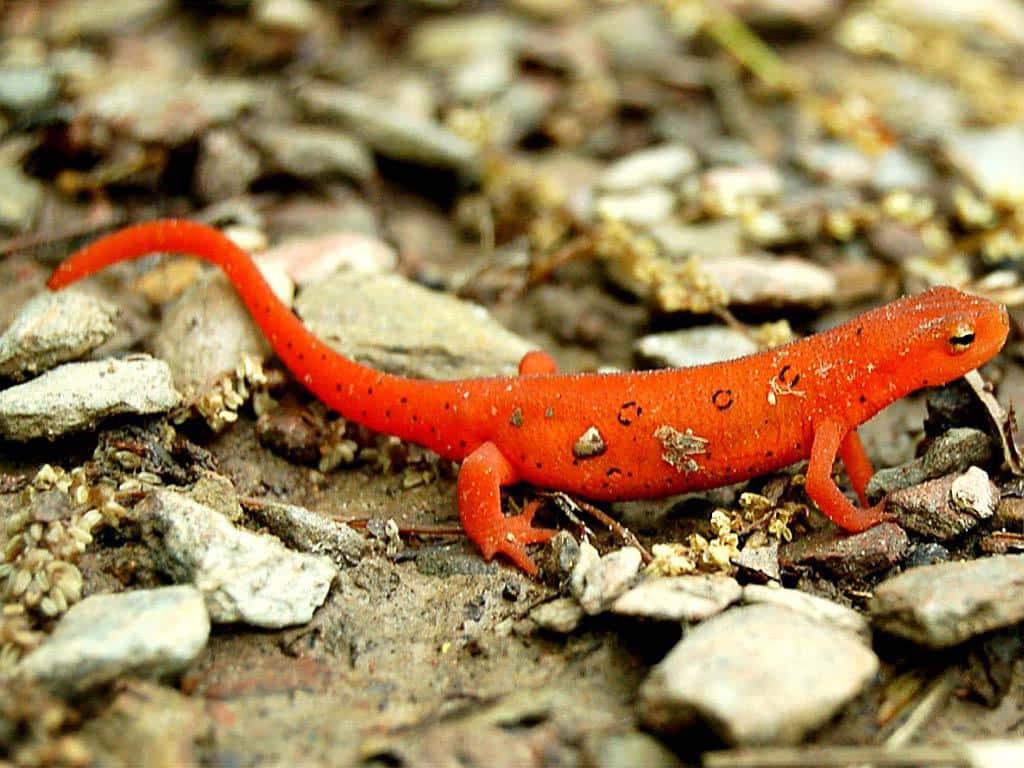 Red Eft Newt On Forest Floor.jpg