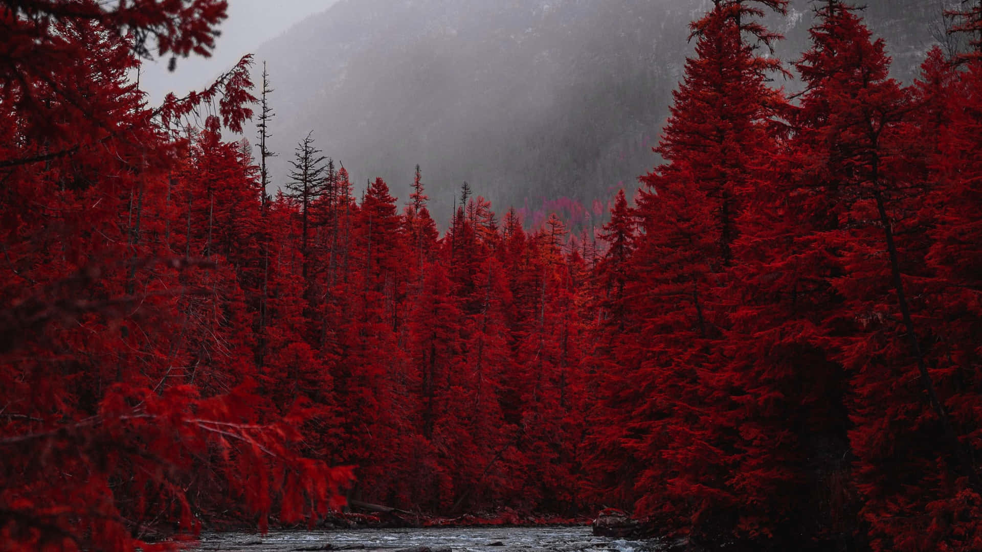 Red Evergreen Trees Background