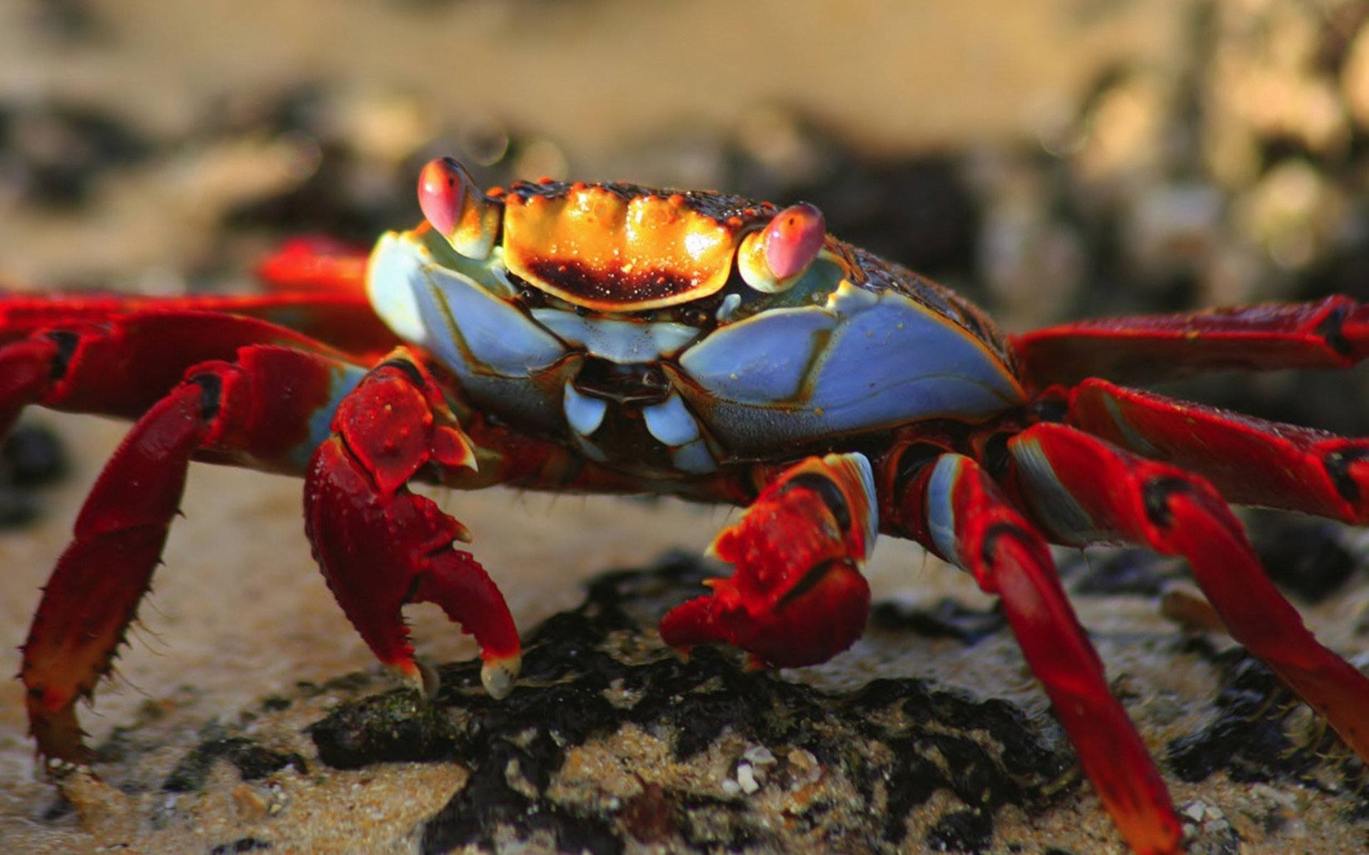 Red-eyed Crab Background
