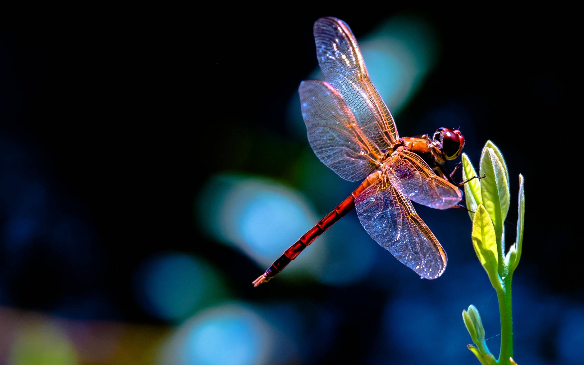 Red-eyed Dragonfly