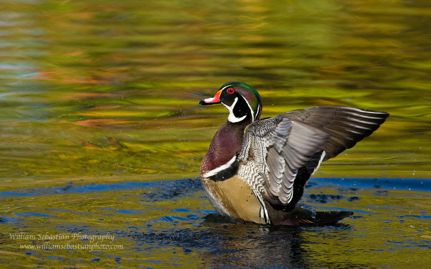 Red Eyed Duck For Duck Hunting Desktop Background