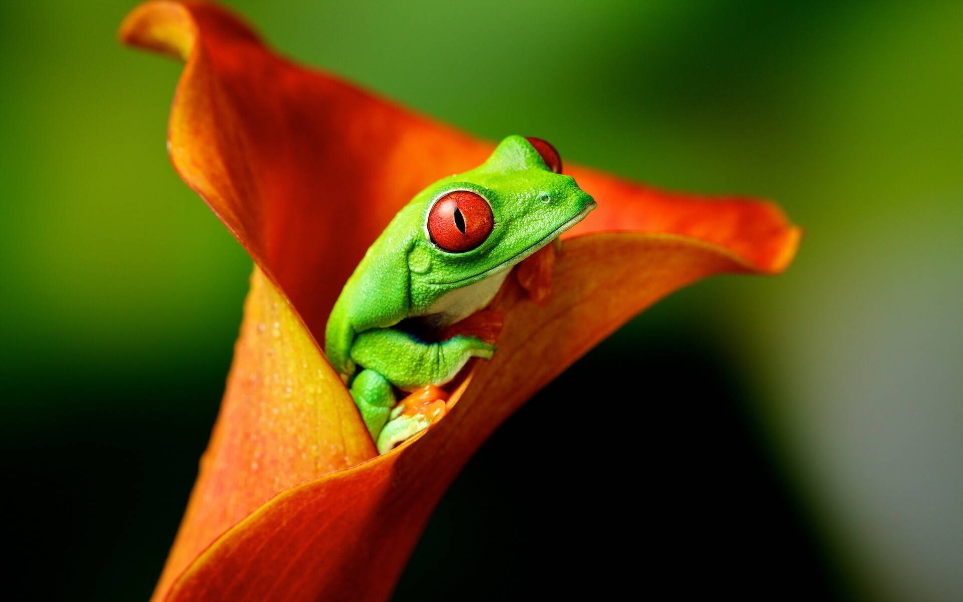 Red-eyed Kawaii Frog Background