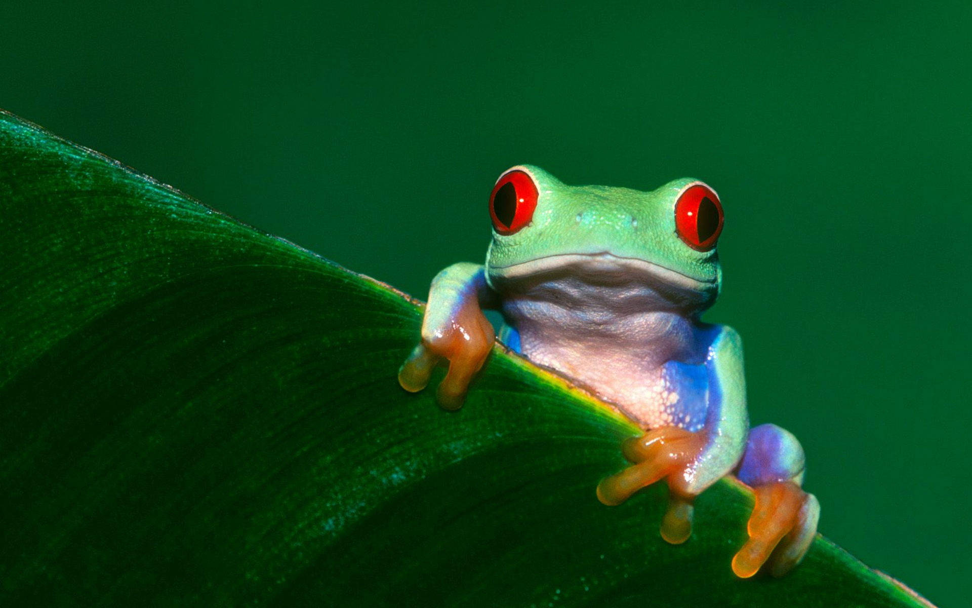 Red-eyed Kawaii Frog Background