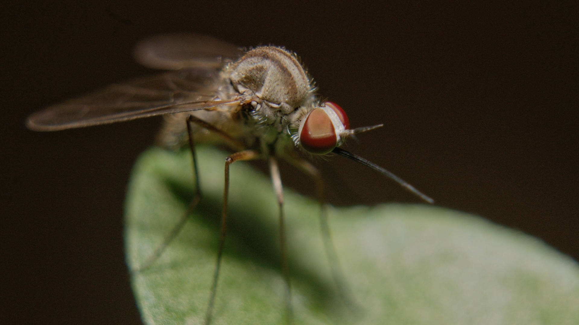 Red Eyed Mosquito Background