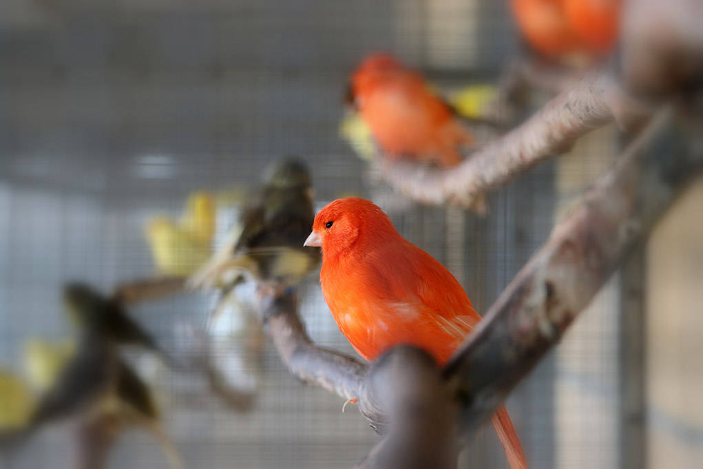 Red Factor Canary Bird In Focus